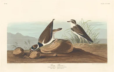 Ringhøne, 1836.