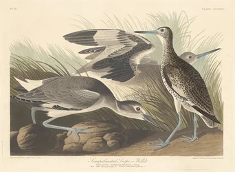 Halvpalmatiseret Snipe eller Willet, 1835.