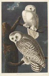 Sneugle, 1831.