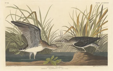 Solitary Sandpiper, 1836.