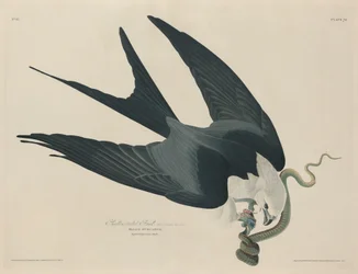 Svalehalet glente, 1829.