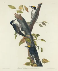 Tretået spætte, 1832.