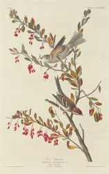 Træspurv, 1834.