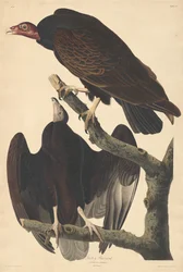 Tyrkiet musvåge, 1832.