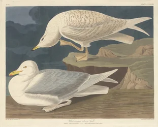 Hvidvinget sølvmåge, 1835.