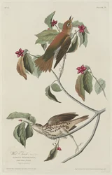 Skovdrossel, 1829.
