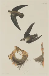 Amerikansk Swift