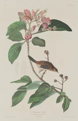 Bachmans Finch