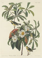 Bachmans sangsanger