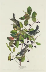 Black-Pool Warbler