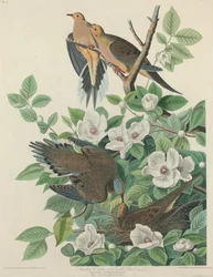 Carolina Pigeon eller Turteldue