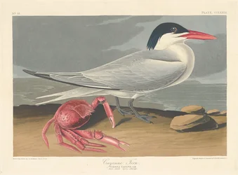 Cayenne Tern