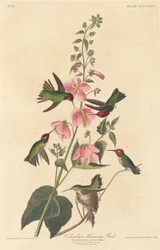 Colombiansk kolibri