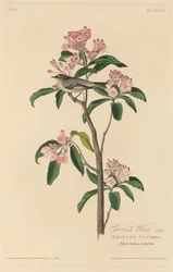 Cuviers Wren