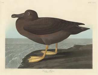 Dunkel albatros
