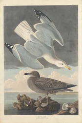 Sildemåge