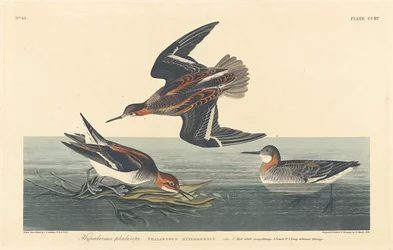 Hyperborean Phalarope