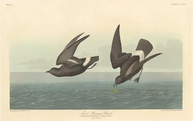 Mindst stormende petrel