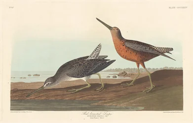 Rødbarmet Snipe