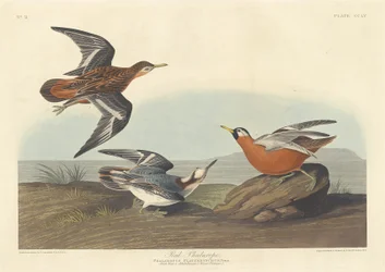Rød Phalarope