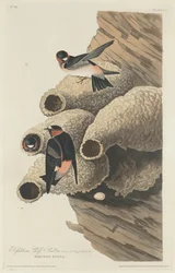 Republikansk Cliff Swallow