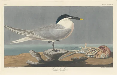 Sandwichtern