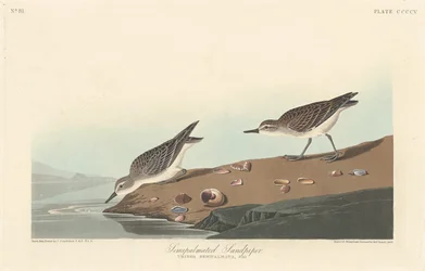 Halv-palmatiseret Sandpiper