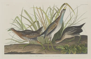 Sora eller Rail