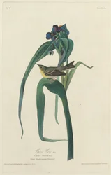 Vigor Vireo