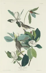 Warbling Fluesnapper