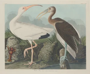 Hvid Ibis