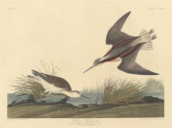 Wilsons Phalarope