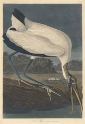 Træ Ibis