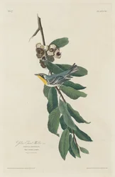 Gulstrubet Sanger