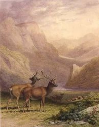 Hjorte i højlandet