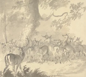 Undersøgelse af en hjort: Hjort i forgrunden med en gruppe husdyr og fawns under et træ
