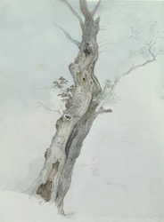 Træstudie, ca. 1800-05 (wc over grafit på papir)