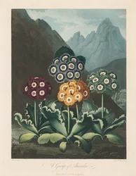 The Temple of Flora, eller Naturens Have: En gruppe af auriculaer