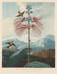 Floratemplet eller naturens have: Stor blomstrende følsom plante