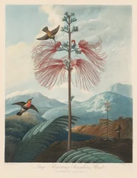 Floratemplet eller naturens have: stor blomstrende følsom plante, 1799-1807.