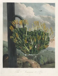 The Temple of Flora, eller Naturens Have: The American Aloe, 1807.