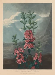 Floratemplet eller naturens have: Den smalbladede Kalmia, bjerglaurbær