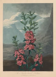 The Temple of Flora, eller Naturens Have: The Narrow-leaved Kalmia, Mountain Laurel, 1804.