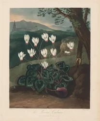Floratemplet eller naturens have: Den persiske Cyclamen, 1799-1807.