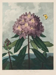 Floratemplet eller Naturens Have: Den Pontiske Rhododendron, 1799-1807.