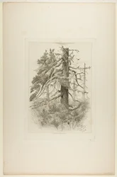 Gamle træer på Naushon Island