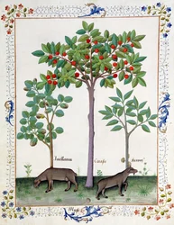 Hasselnøddebusk (til venstre) og kirsebærtræ (i midten), Illustration fra Book of Simple Medicines af Matthaeus Platearius 162r