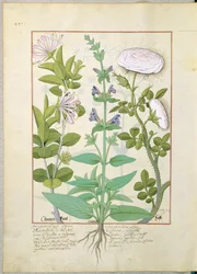 Honeysuckle, Sage and Rose, illustration fra The Book of Simple Medicines af Mattheaus Platearius 133v