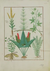 Fru Fr. Fv VI #1 fol.125r Øverste række: Majs, Equisetum og Labruscae flos. Nederste række: Daisy, Jarus og merian, illustration fra The Simple Book of Medicine, af Mattheaus Platearius (d.c.1161) c.1470