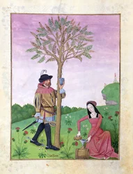 Fru Fr. Fv VI #1 fol.162v Tegning af saft fra et træ, Illustration fra 